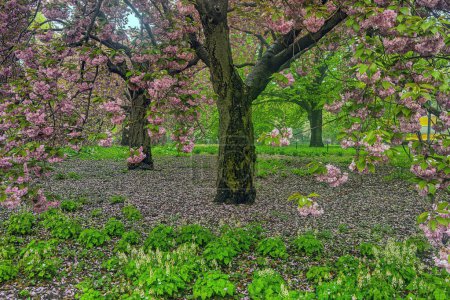 Photo for Flowering Japanese cherry tree in early spring in Central Park, New York City - Royalty Free Image