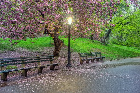 Foto de Cerezo japonés floreciente a principios de primavera en Central Park, Nueva York - Imagen libre de derechos