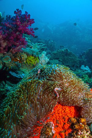 Téléchargez les photos : Récif corallien dans le Pacifique Sud avec grande anémone avec des poissons - en image libre de droit