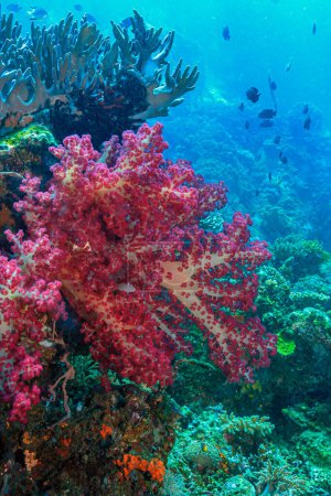 Foto de Octocorallia también conocida como Alcyonaria es una clase de Anthozoa. Incluye el coral azul, corales blandos, plumas marinas y gorgonias - Imagen libre de derechos