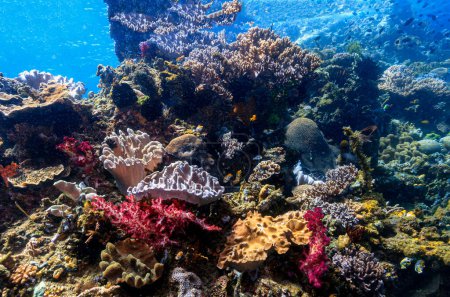 Foto de Arrecife de coral en el Pacífico Sur - Imagen libre de derechos