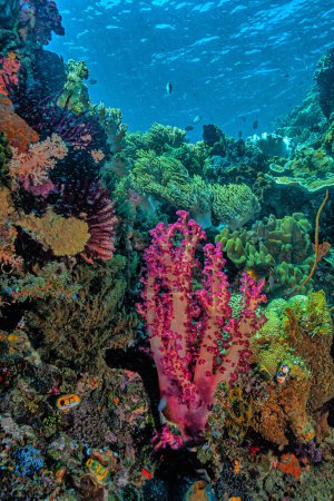 Téléchargez les photos : Octocorallia également connu sous le nom d'Alcyonaria est une classe d'Anthozoaires. Il comprend le corail bleu, les coraux mous, les stylos marins et les gorgones - en image libre de droit