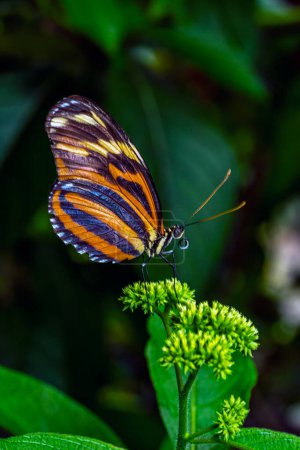 Photo for Heliconius comprises a colorful and widespread genus of brush-footed butterflies commonly known as the longwings or heliconians - Royalty Free Image