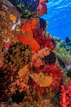 Téléchargez les photos : Récif corallien dans le Pacifique Sud - en image libre de droit