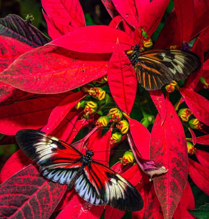 Téléchargez les photos : Heliconius comprend un genre coloré et répandu de papillons à pattes de brosse communément appelés les longwings ou héliconiens - en image libre de droit