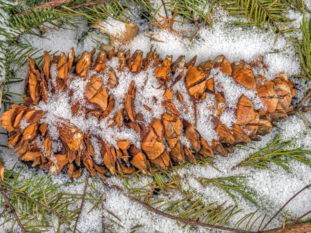 Foto de Coulter pine or big-cone pine, Pinus coulteri, familia Pinaceae - Imagen libre de derechos