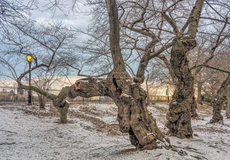 Foto de Central Park en invierno después de nieve ligera con cerezos japoneses - Imagen libre de derechos