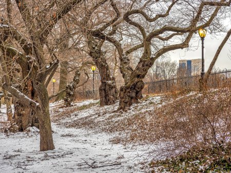 Photo for Central Park in winter after light snow with Japanese cherry trees - Royalty Free Image