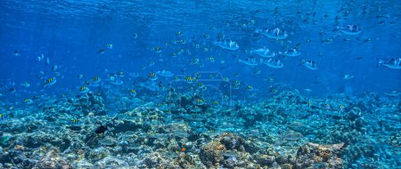 Téléchargez les photos : Récif corallien dans le Pacifique Sud au large des côtes de Sulawesi Nord, Indonésie - en image libre de droit