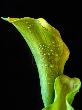 Téléchargez les photos : Yellow Calla lily in arrangement on black background with water drops - en image libre de droit