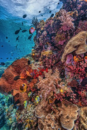Foto de Arrecife de coral en el Pacífico Sur frente a la costa de Sulawesi del Norte, Indonesia - Imagen libre de derechos