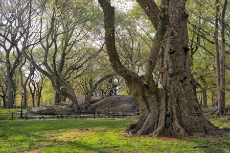 Photo for Spring in Central Park, New York City, two very old large trees - Royalty Free Image