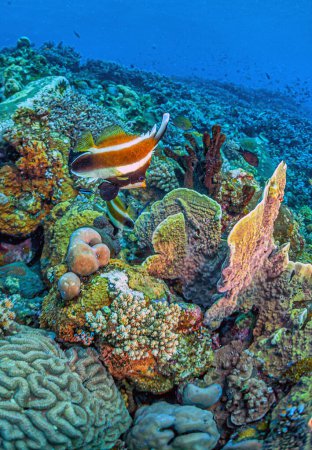 Téléchargez les photos : Récif corallien dans le Pacifique Sud au large de l'île de Bali en Indonésie - en image libre de droit