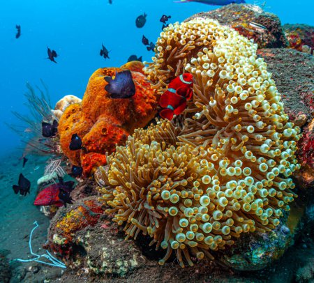 Téléchargez les photos : Récif corallien dans le Pacifique Sud avec grande anémone et clownfish tomate - en image libre de droit