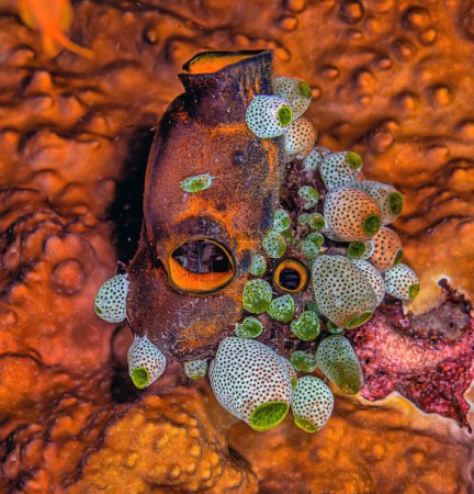 Téléchargez les photos : Tunicate is a marine invertebrate animal, a member of the subphylum Tunicata. It is part of the Chordata, a phylum. - en image libre de droit