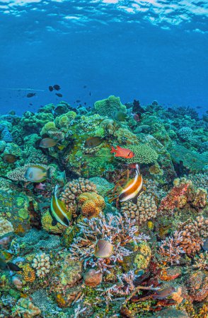 Téléchargez les photos : Coral reef in South Pacific off the coast of the island of Bali in Indonesia - en image libre de droit