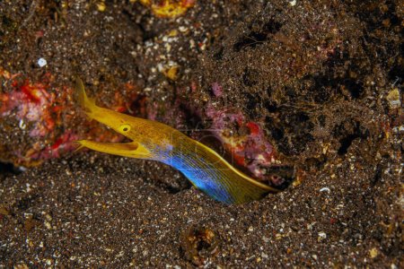 ribbon eel ,Rhinomuraena quaesita, also known as the leaf-nosed moray eel or bernis eel, is a species of moray eel, 