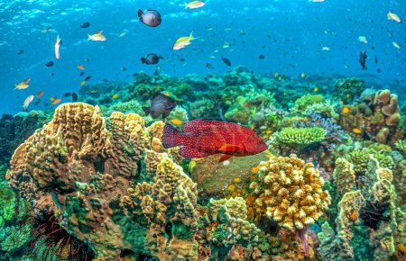 Téléchargez les photos : Cephalopholis miniata, également connu sous le nom de mérou corail, derrière corail, morue rocheuse corail, morue corail, truite corail, truite à queue ronde ou vermillion de bar est une espèce de poisson marin à nageoires rayées, un mérou - en image libre de droit