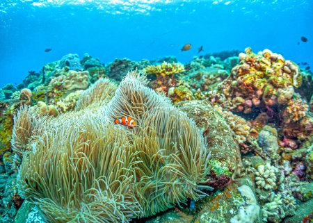 Téléchargez les photos : Récif corallien du Pacifique Sud avec anémone de mer et clowns - en image libre de droit