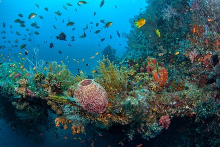 Téléchargez les photos : Récif corallien dans le Pacifique Sud sur l'épave Liberty au large des côtes de Bali - en image libre de droit