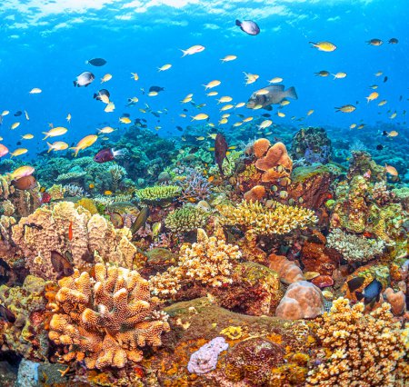 Coral reef in South Pacific off the coast of the island of Bali in Indonesia