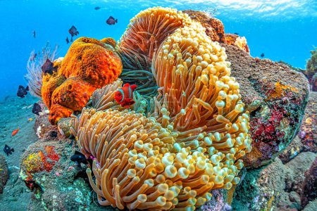 Foto de Coral reef in South Pacific with large anemone and tomato clownfish - Imagen libre de derechos
