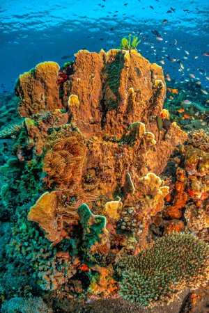 Coral reef in South Pacific off the coast of the island of Bali in Indonesia