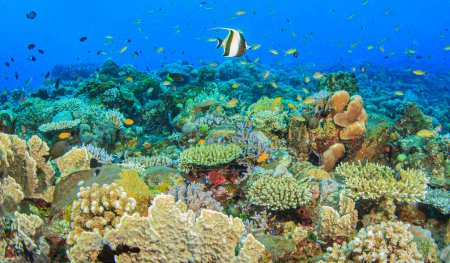 Téléchargez les photos : Coral reef in South Pacific off the coast of the island of Bali, Indonesia - en image libre de droit