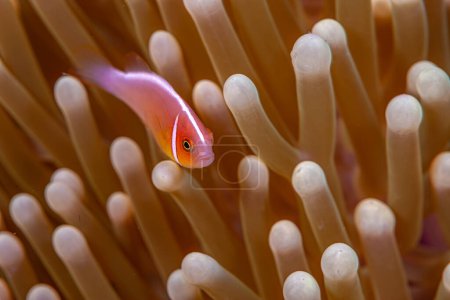 Photo for Amphiprion perideraion, also known as the pink skunk clownfish or the pink anemonefish, is a species of anemonefish - Royalty Free Image