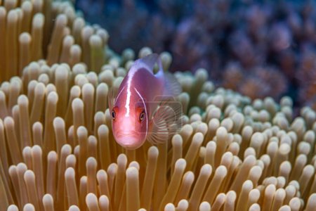 Amphiprion perideraion, auch als rosa Stinktier-Clownfisch oder rosa Anemonenfisch bekannt, ist eine Art von Anemonenfisch 