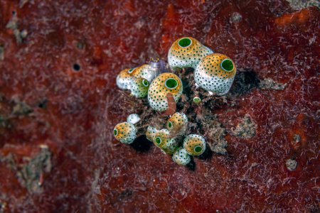 Téléchargez les photos : Tunicate is a marine invertebrate animal, a member of the subphylum Tunicata. It is part of the Chordata, a phylum. - en image libre de droit