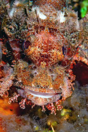 Téléchargez les photos : Scorpaenopsis oxycephala, the tasseled scorpionfish, or small-scaled scorpionfish, is a species of venomous marine ray-finned fish belonging to the family Scorpaenidae - en image libre de droit