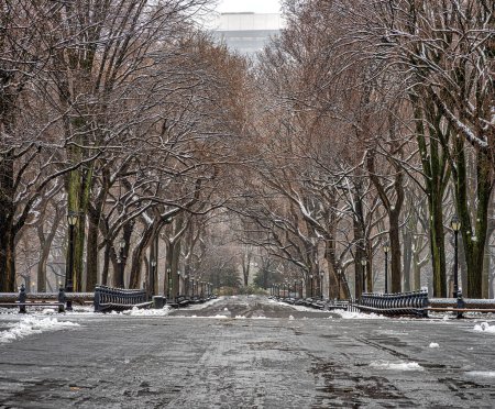 Téléchargez les photos : The Mall in Central Park, New York City the mogning after snowing - en image libre de droit