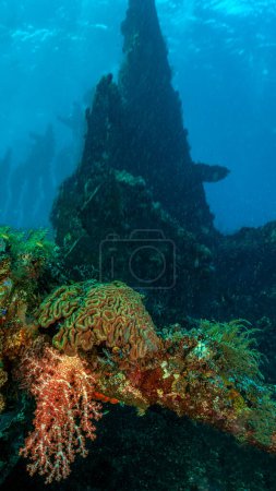 Téléchargez les photos : Plongée sous-marine le long de l'épave USAT Liberty à Tulamben Bali, Indonésie. - en image libre de droit