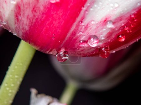 Téléchargez les photos : Tulipe en fleur au printemps, gros plan avec des gouttes d'eau sur fond noir - en image libre de droit