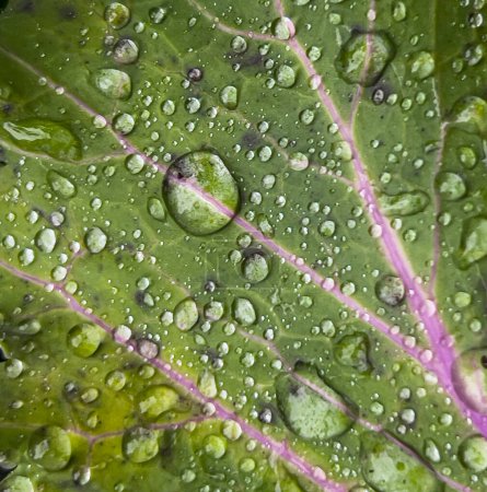 Photo for Water drops on fresh growing kale in closeup - Royalty Free Image
