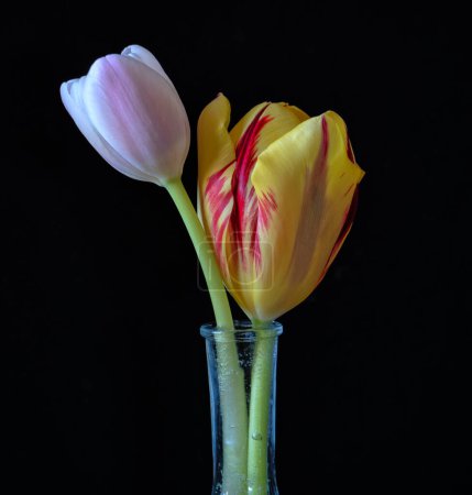 Téléchargez les photos : Tulipe en fleur au printemps - en image libre de droit