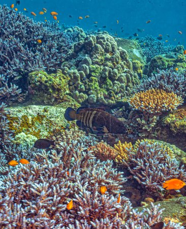 Téléchargez les photos : Récif corallien dans le Pacifique Sud au large de l'île de Bali - en image libre de droit