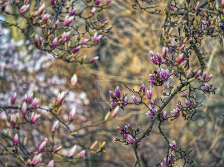 Photo for Magnolia tree in spring - Royalty Free Image