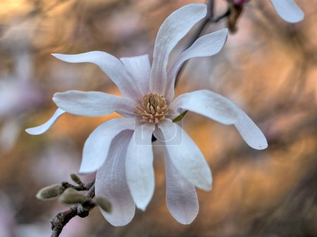 Photo for Cornus florida, the flowering dogwood, is a species of flowering tree in the family Cornaceae - Royalty Free Image
