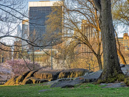 Téléchargez les photos : Printemps à Central Park, New York - en image libre de droit