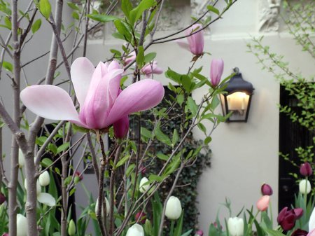 Photo for Magnolia tree in spring in front of NYC townhouse - Royalty Free Image