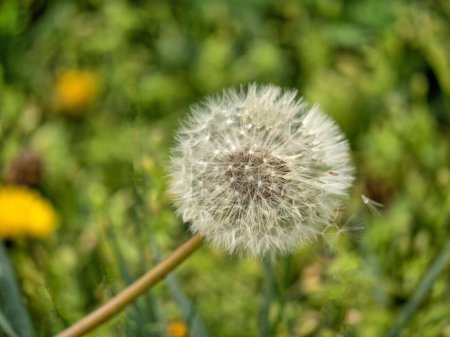 Photo for Taraxacum is a large genus of flowering plants in the family Asteraceae, which consists of species commonly known as dandelions. - Royalty Free Image