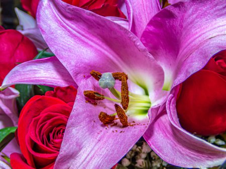 Téléchargez les photos : Lilium est un genre de plantes herbacées à fleurs poussant à partir de bulbes, toutes avec de grandes fleurs proéminentes. Ce sont les vrais lis. - en image libre de droit