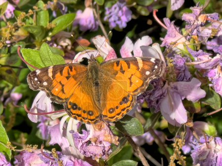 Téléchargez les photos : Cynthia group of colourful butterflies, commonly called painted ladies, comprises a subgenus of the genus Vanessa in the family Nymphalidae. - en image libre de droit