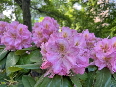 Photo for Rhododendron arboreum, the tree rhododendron is an evergreen shrub or small tree with a showy display of bright red flowers. - Royalty Free Image