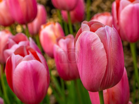 Téléchargez les photos : Tulipes, Tulipa, est un genre de géophytes herbacés bulbifères à fleurs printanières - en image libre de droit