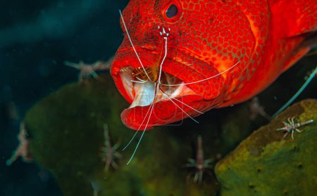 Téléchargez les photos : Cephalopholis miniata, également connu sous le nom de mérou corail, étant clenaed à la station de nettoyage - en image libre de droit