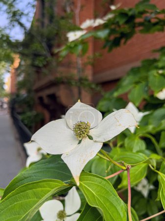 Photo for Cornus florida, the flowering dogwood, is a species of flowering tree in the family Cornaceae - Royalty Free Image