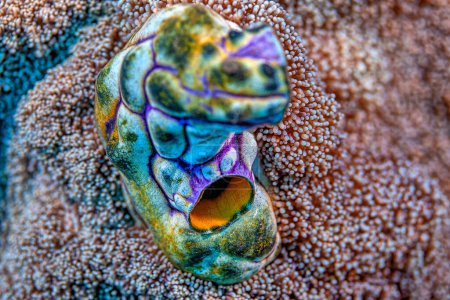 Téléchargez les photos : Polycarpa aurata, also known as the ox heart ascidian, the gold-mouth sea squirt or the ink-spot sea squirt, is a species of tunicate in the family Styelidae. - en image libre de droit